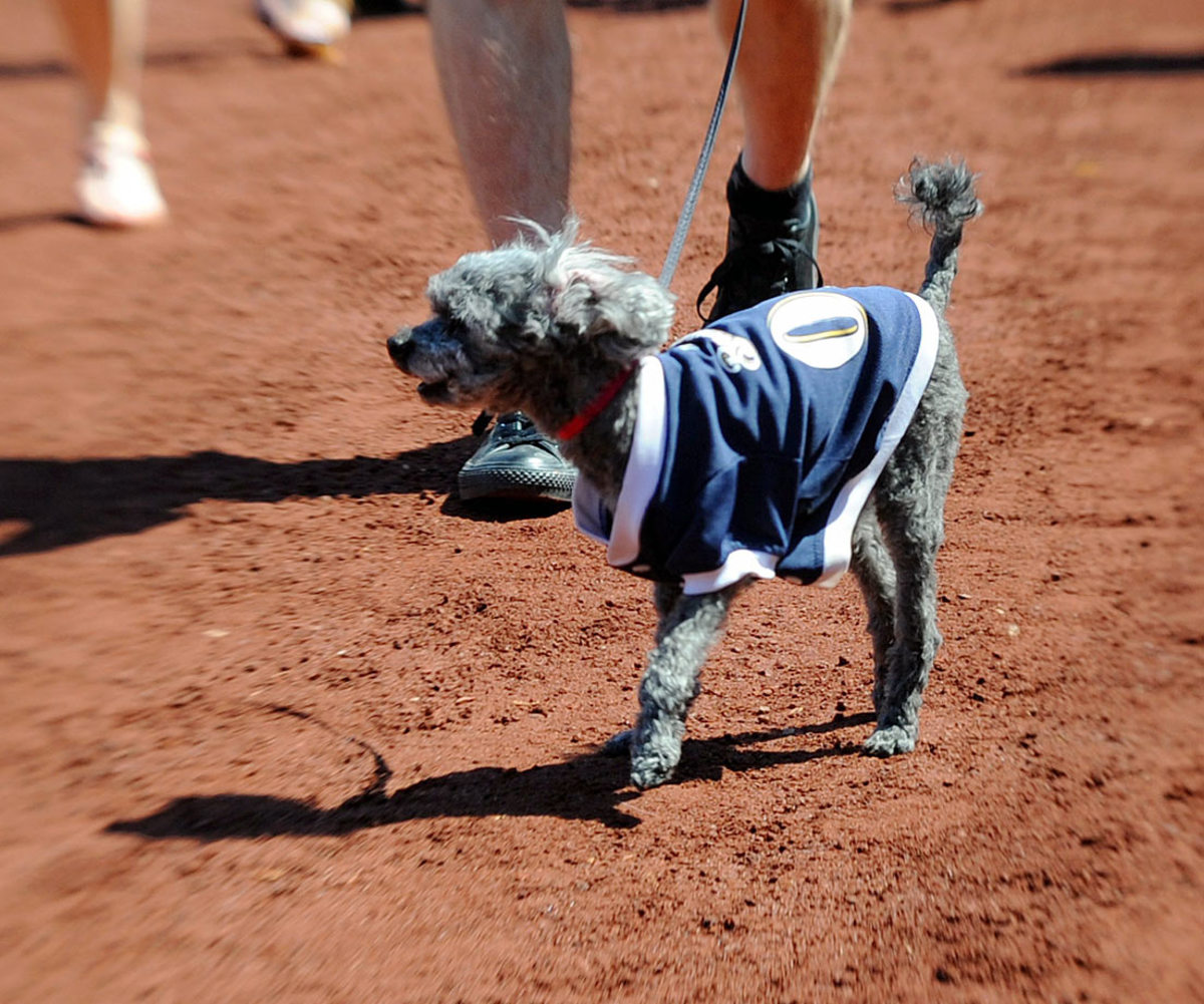 Washington-Nationals-Brewers-dog.jpg