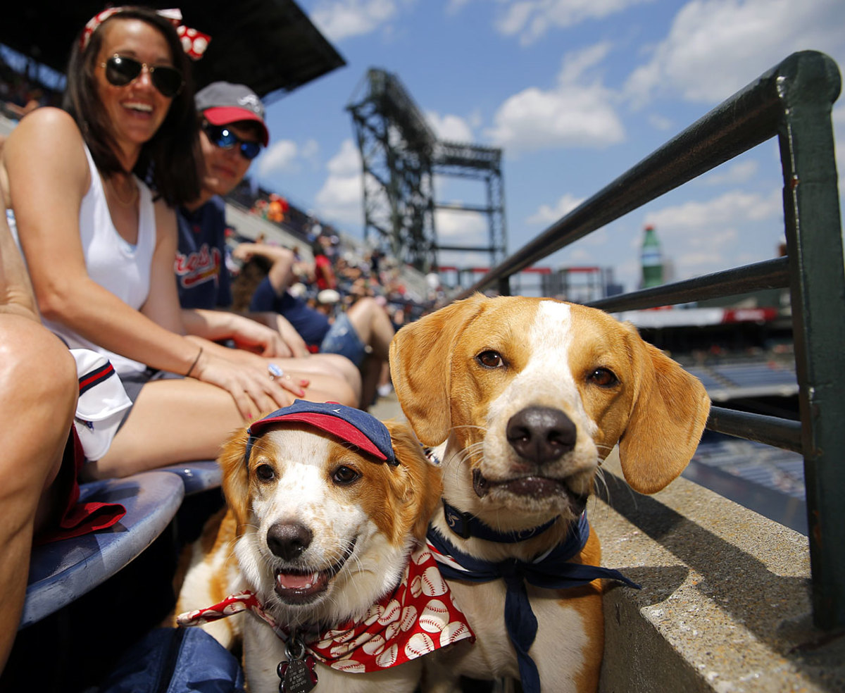 Atlanta-Braves-dogs-0eb7c07cbb004108815d35766c3118c4-0.jpg
