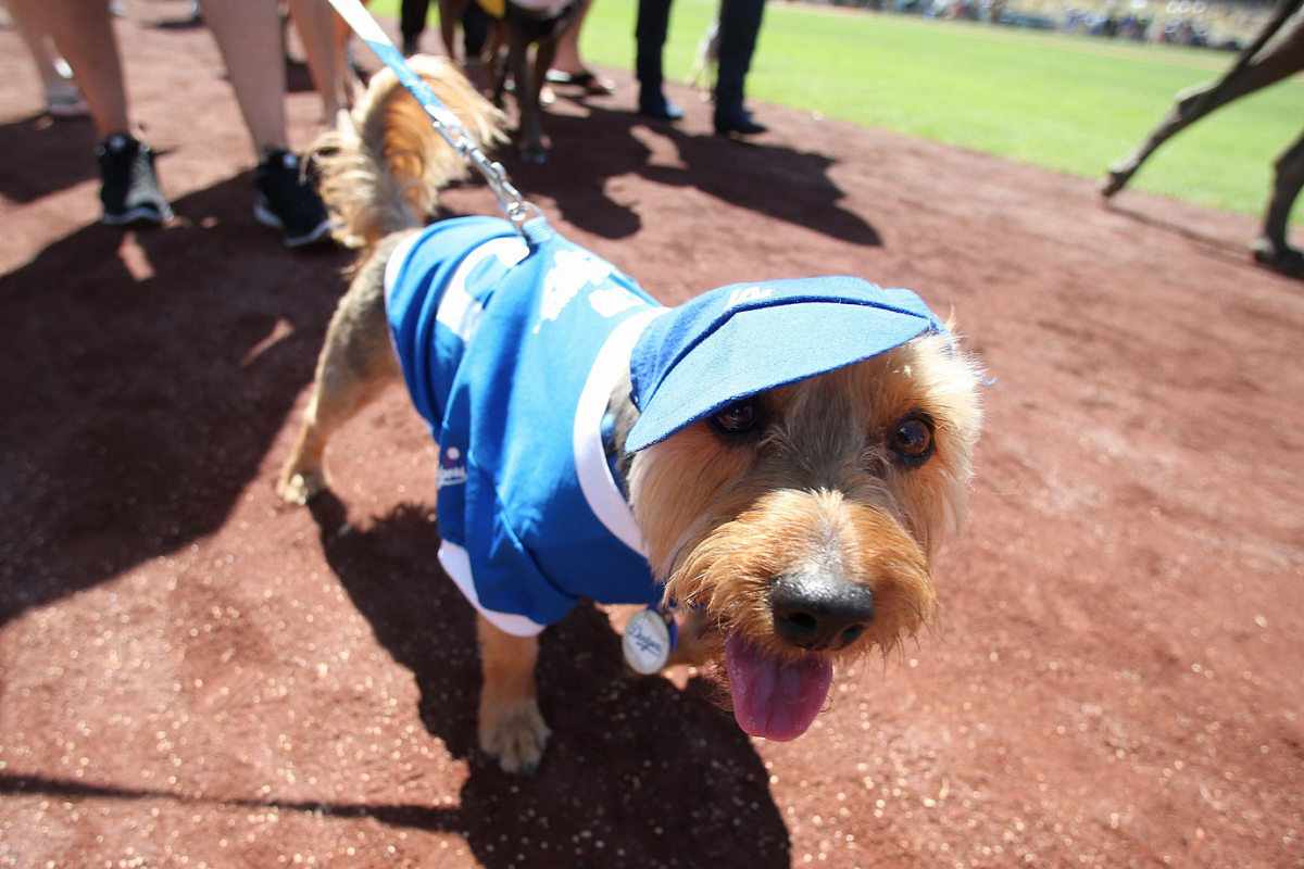 Los-Angeles-Dodgers-dog-477927834.jpg