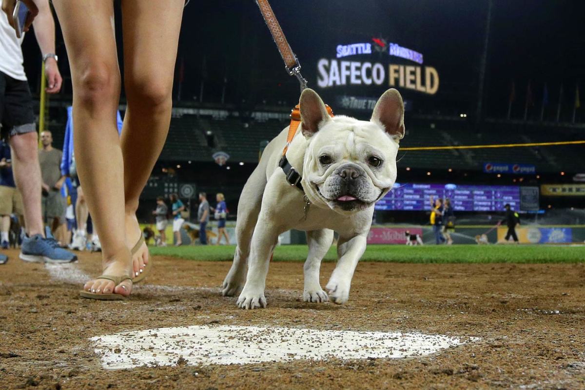Seattle-Mariners-dog-f108c98d926c45d2b058f475ac2cc920-0.jpg