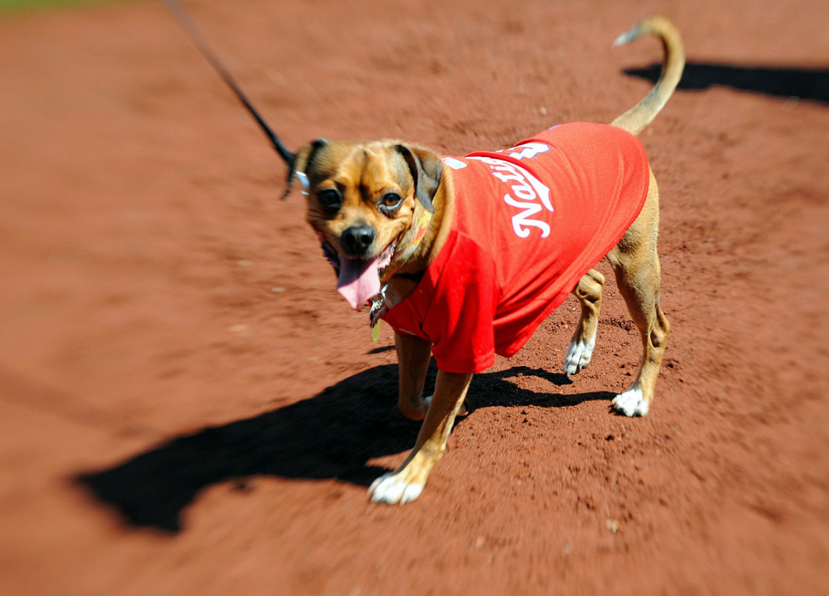 Washington-Nationals-dog-749150418006_Phillies_at_Nationals.jpg