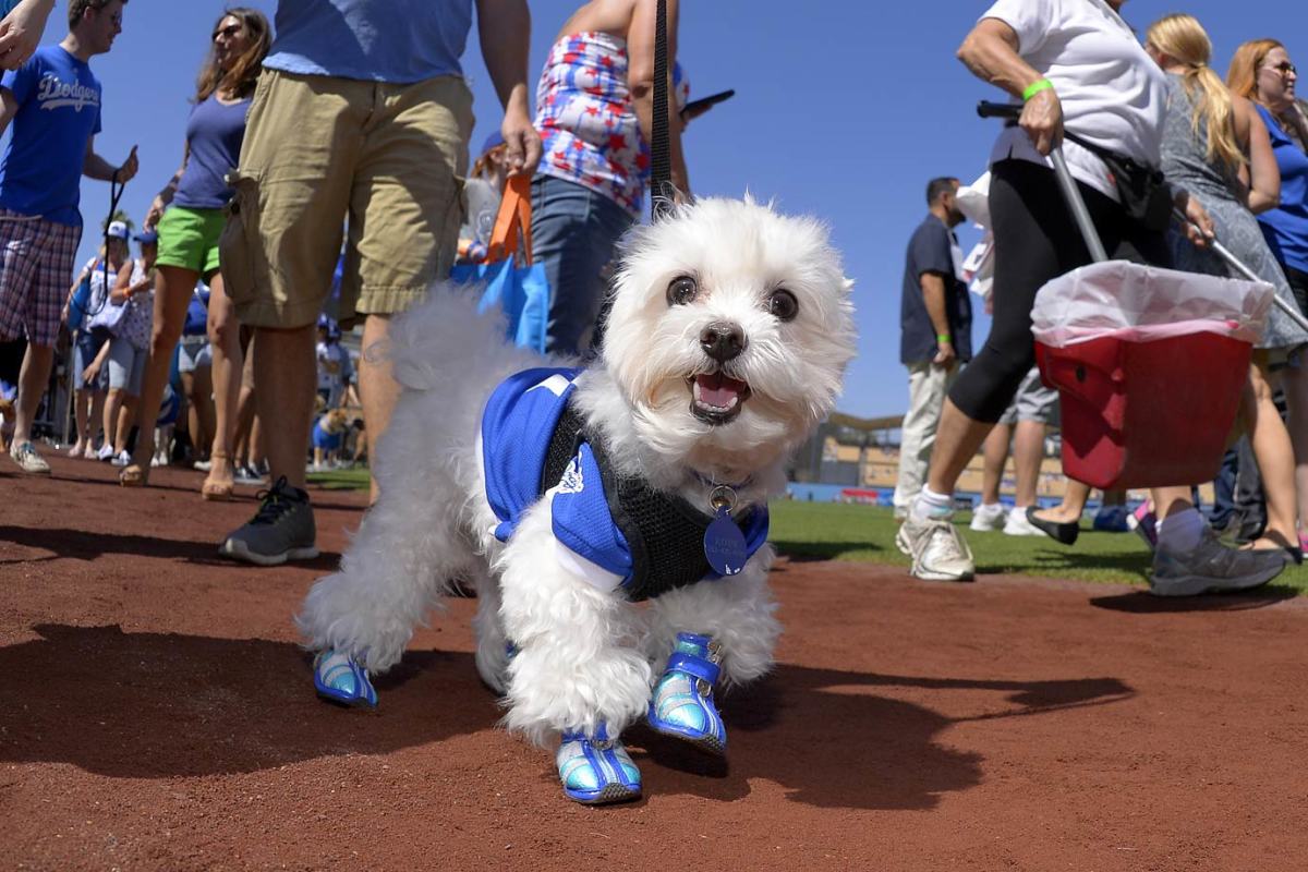 Los-Angeles-Dodgers-dog-4b026b02c24948fa87bed7d712f52f38-0.jpg