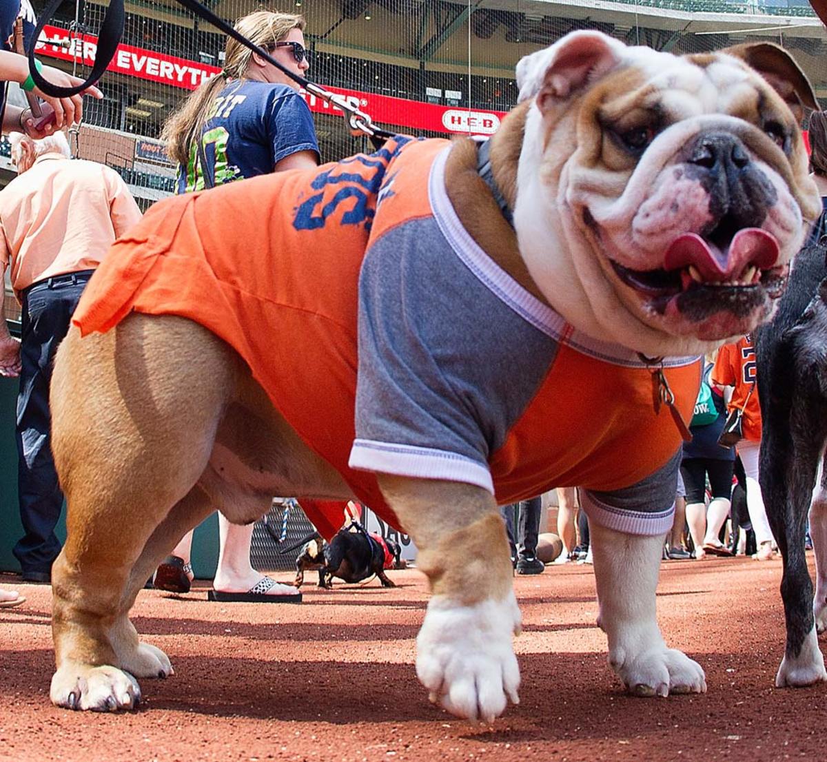 Houston-Astros-dog-GettyImages-472085246_master.jpg