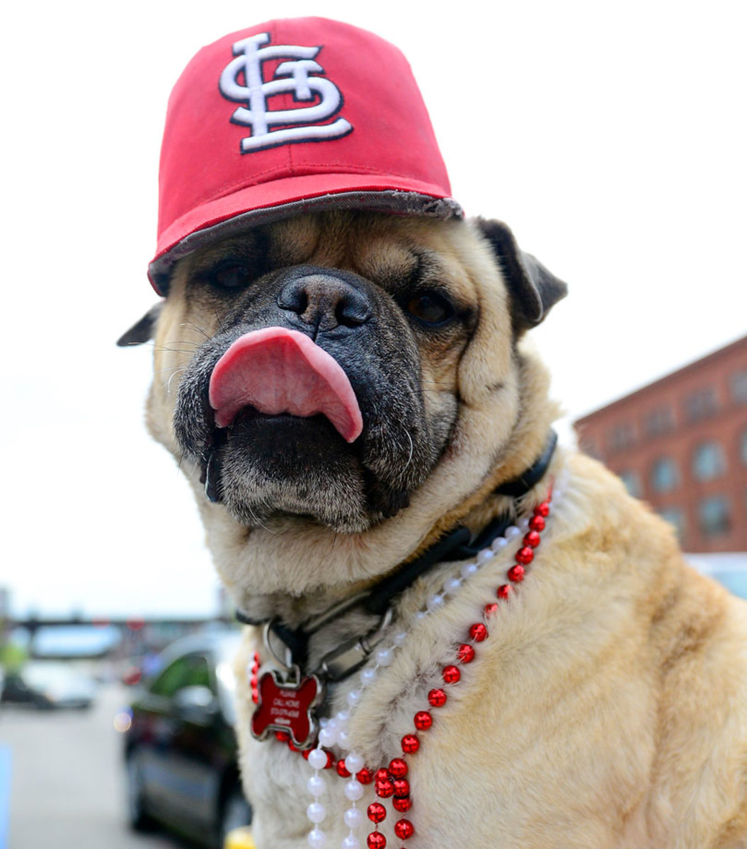 St-Louis-Cardinals-dog-GettyImages-470145636.jpg