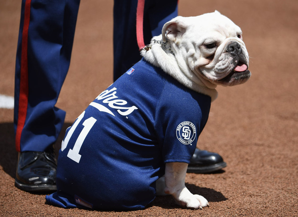 San-Diego-Padres-dog-471268642.jpg