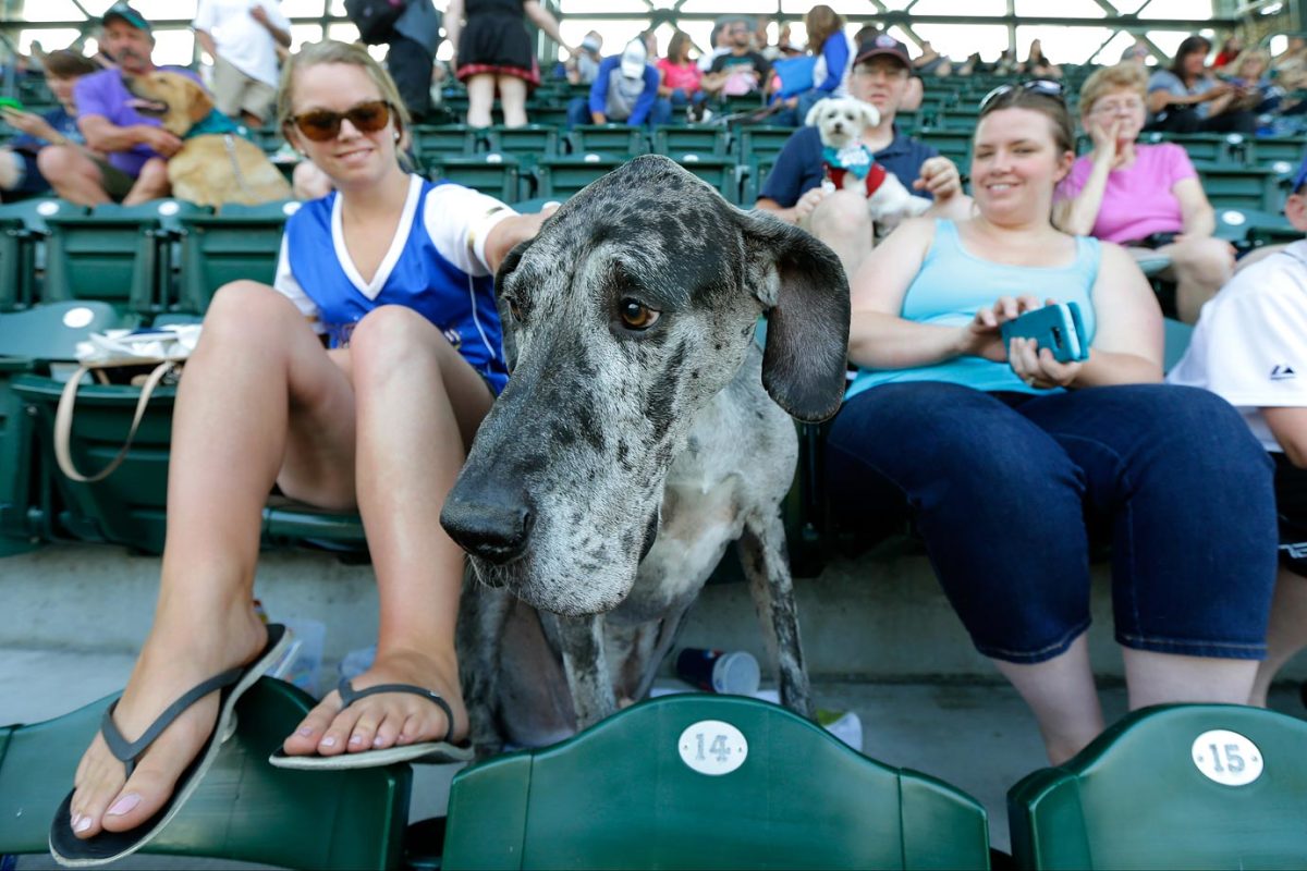 Seattle-Mariners-dog-709c4034d03a4789a2ac4b177687d6f0-0.jpg