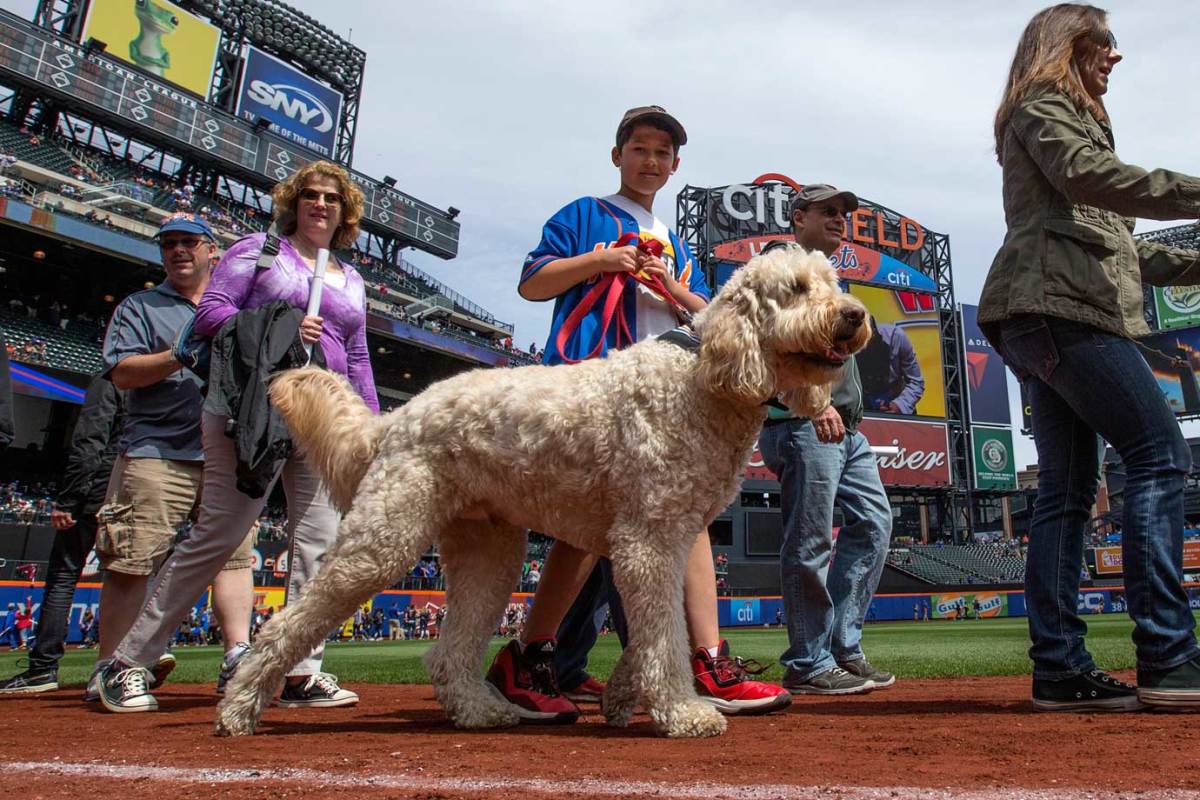 New-York-Mets-dog-GettyImages-471543416_master.jpg