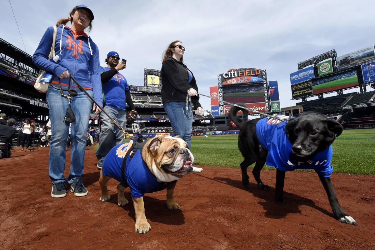 New-York-Mets-dogs-3630553786bf4e6aaada9e25bcb31d76-0.jpg