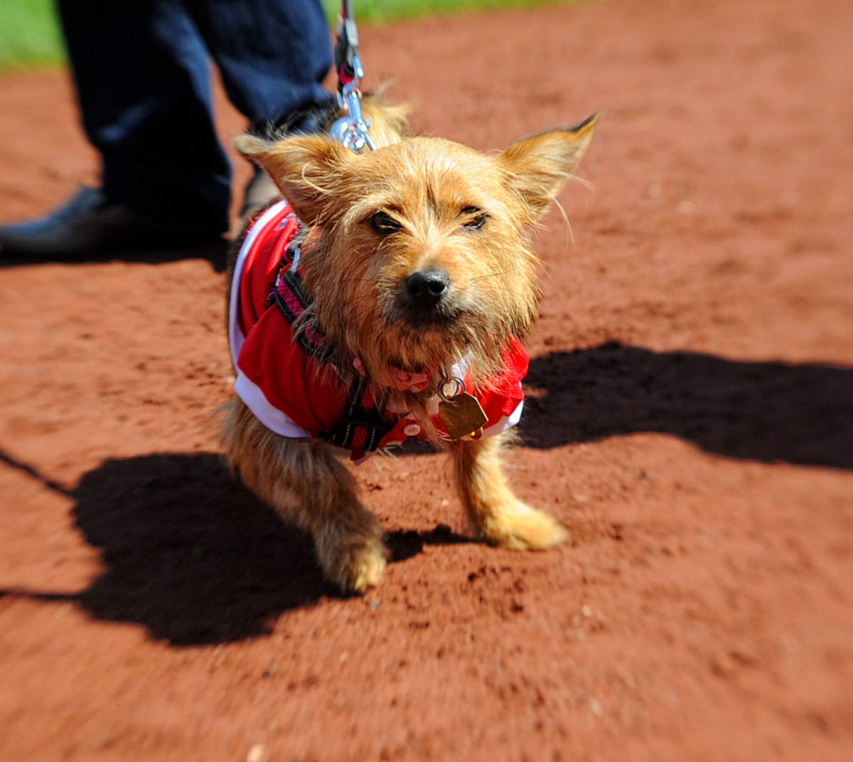 Washington-Nationals-dog-749150418010_Phillies_at_Nationals.jpg