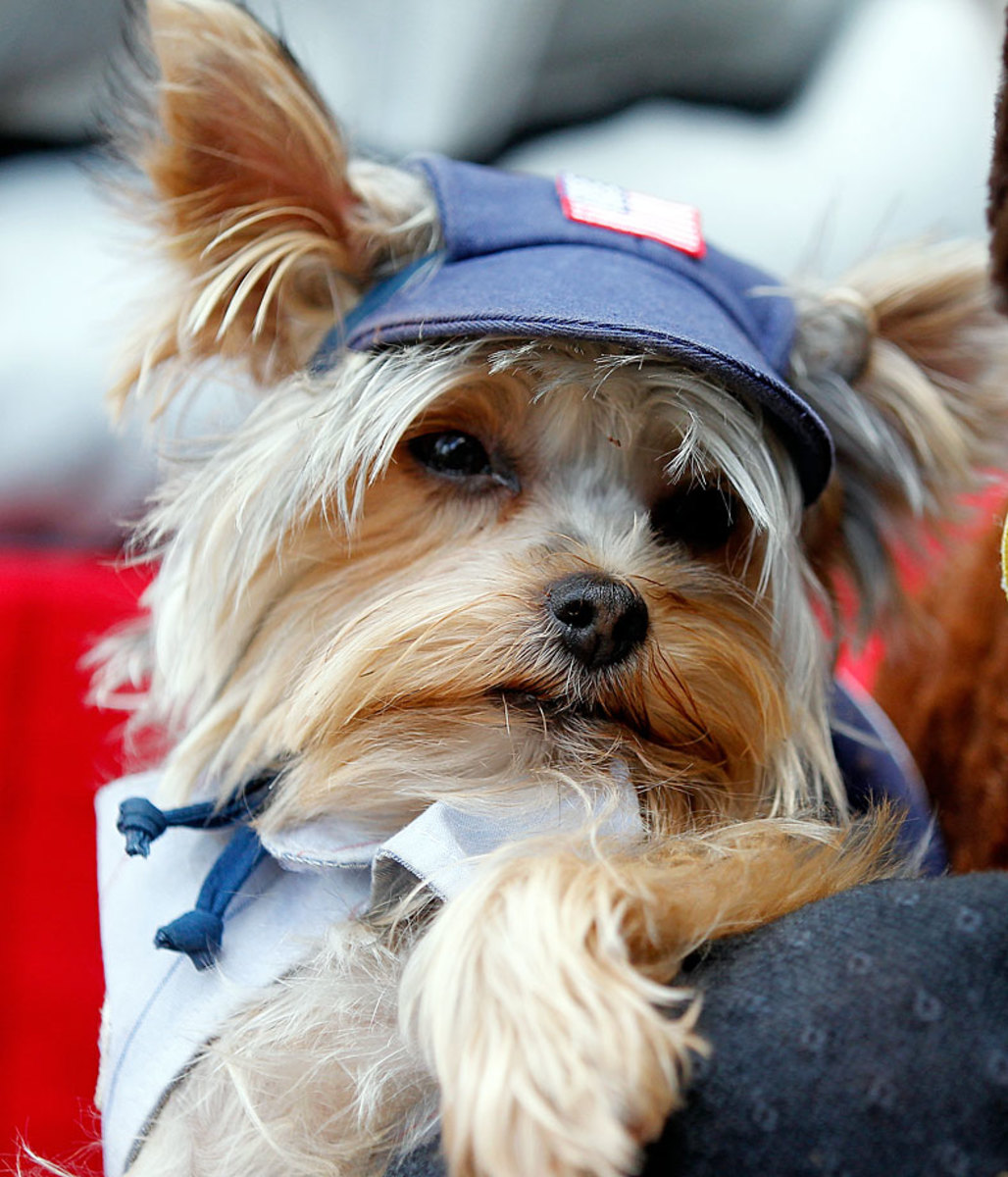 Houston-Astros-dog-GettyImages-472101784_master.jpg