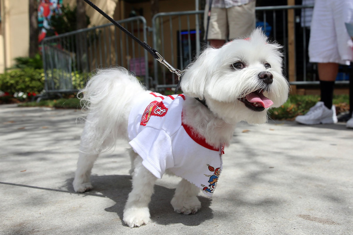 St-Louis-Cardinals-dog-GettyImages-465298760.jpg