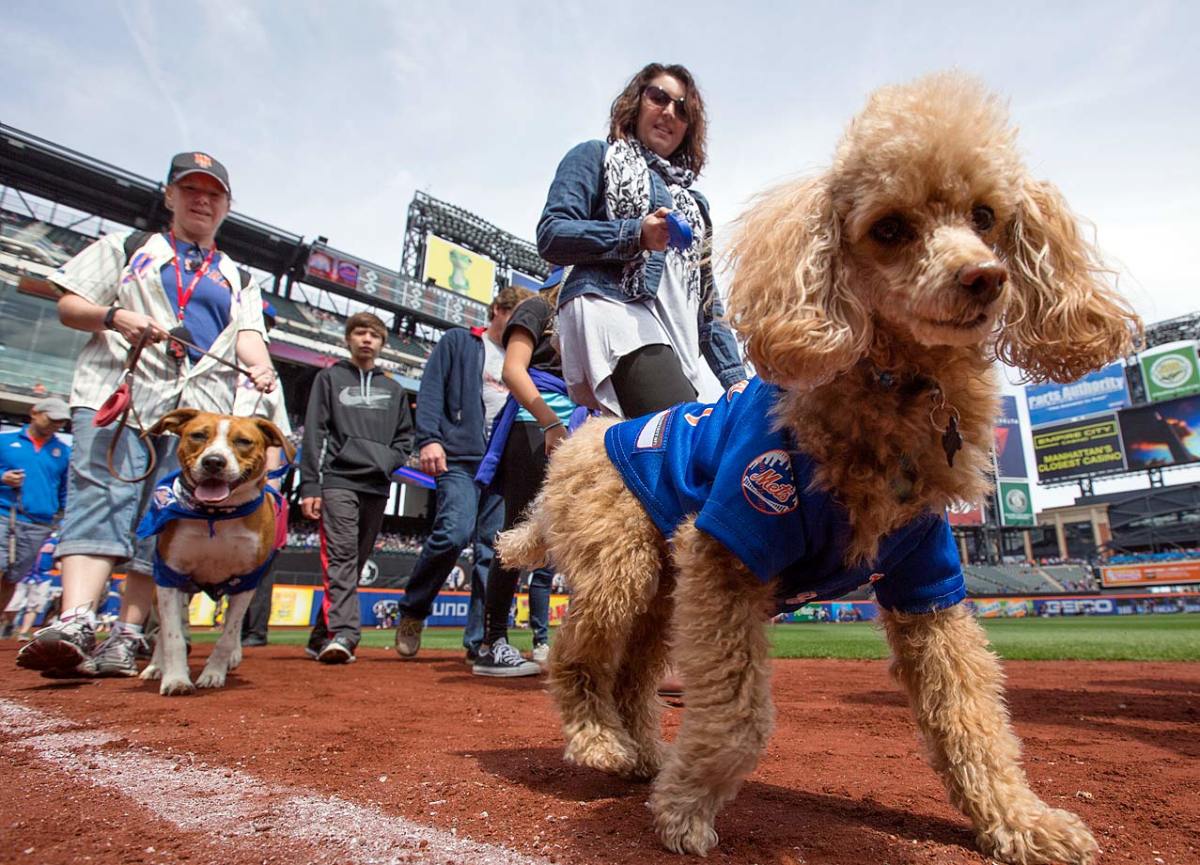 New-York-Mets-dogs-GettyImages-470564084_master.jpg