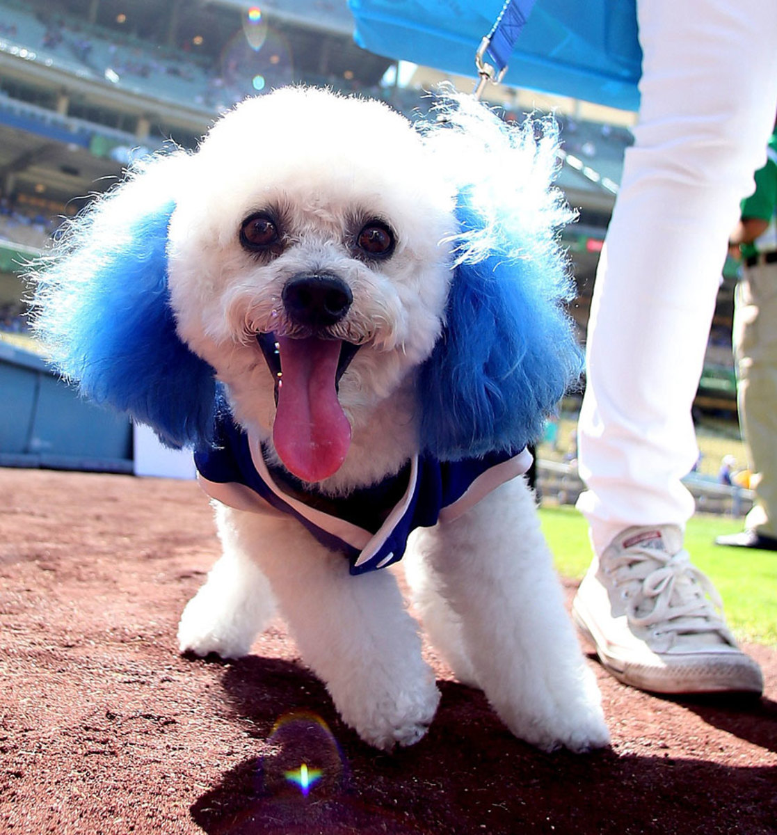 Los-Angeles-Dodgers-dog-477927832.jpg