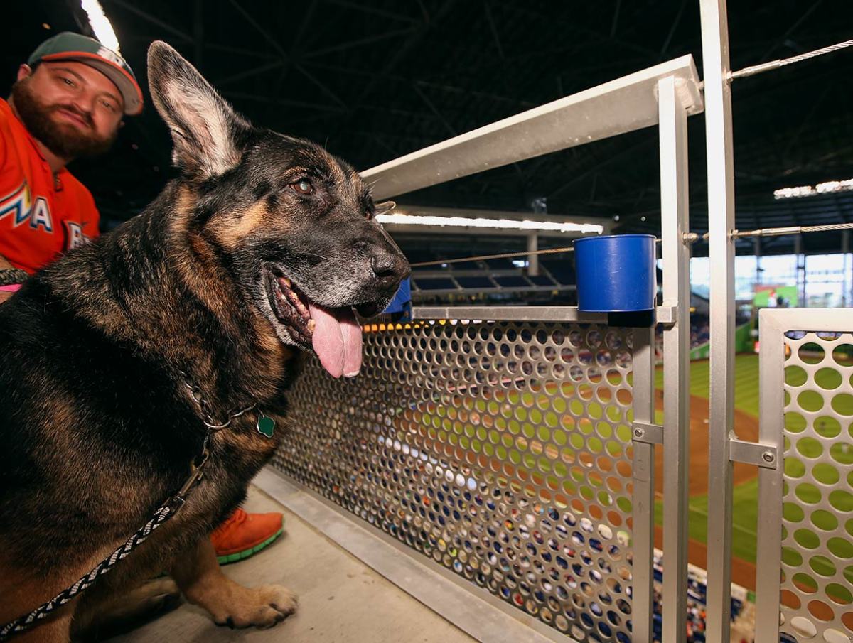 Miami-Marlins-dog-GettyImages-483728160_master.jpg
