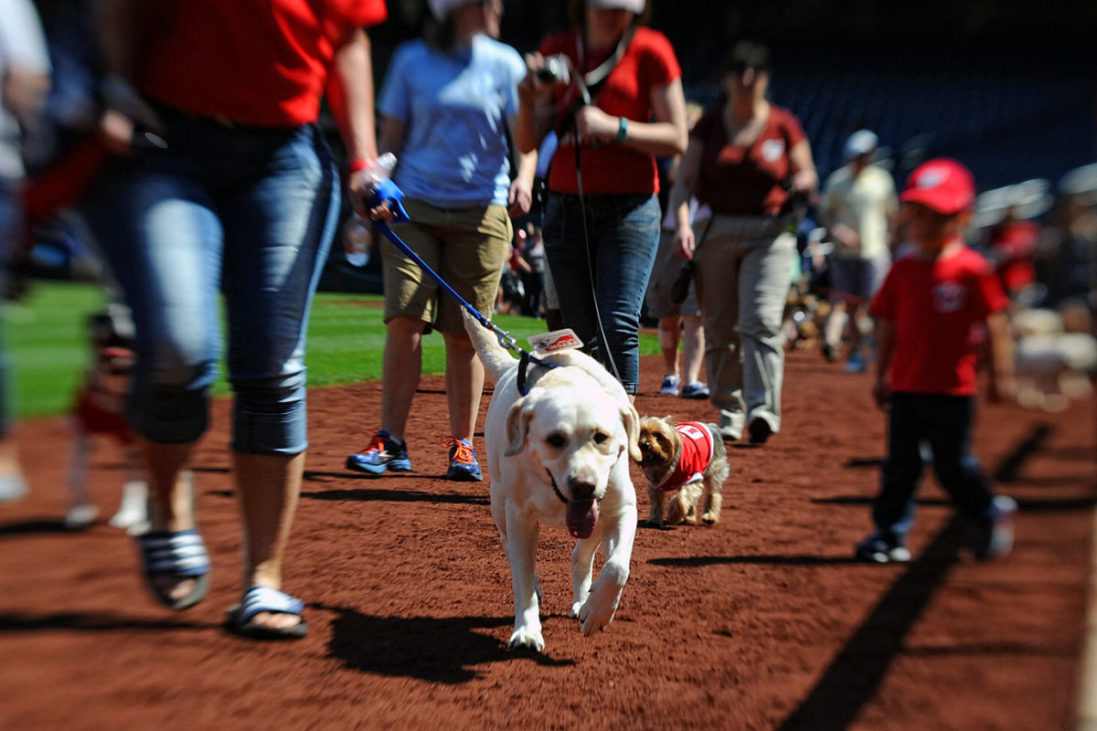 Washington-Nationals-dogs-749150418008_Phillies_at_Nationals.jpg