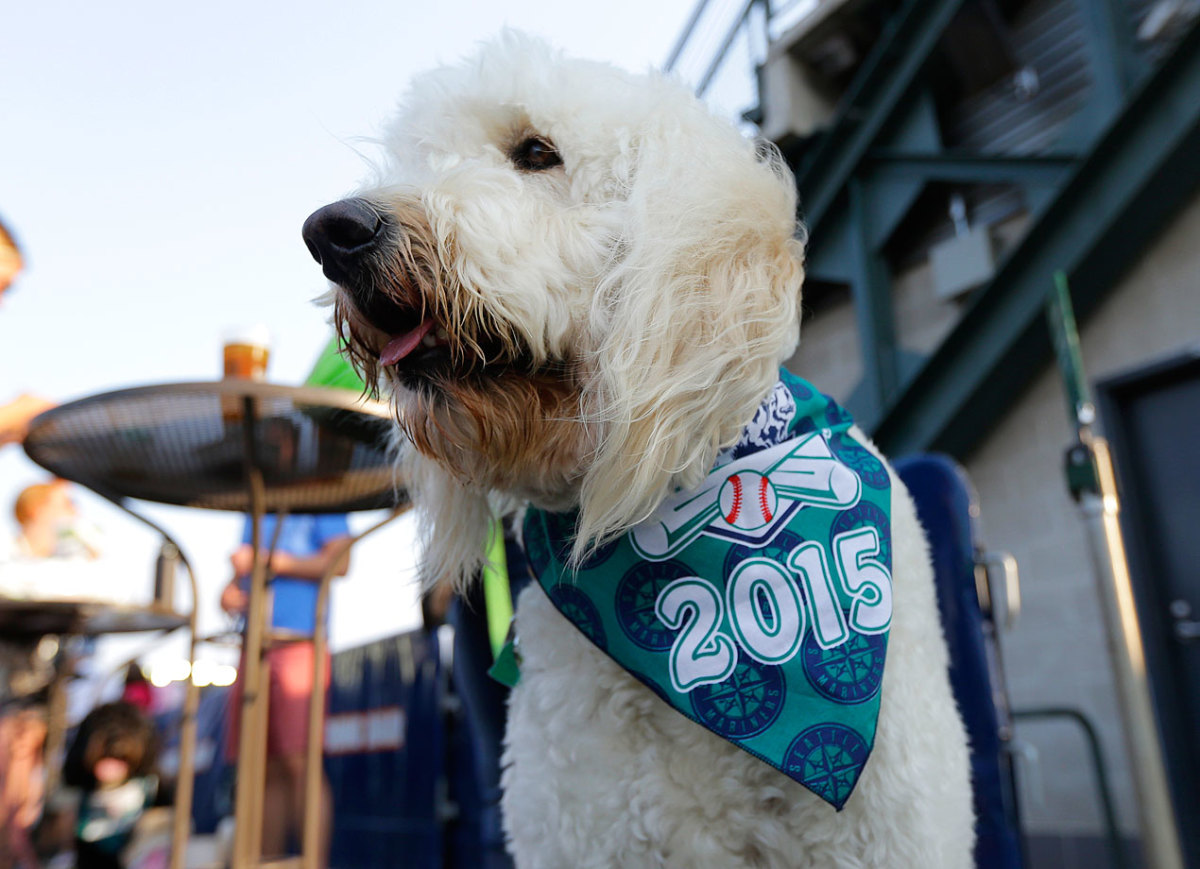 Seattle-Mariners-dog-543c4224b66b4ad187f3aafc9c8aa080-0.jpg