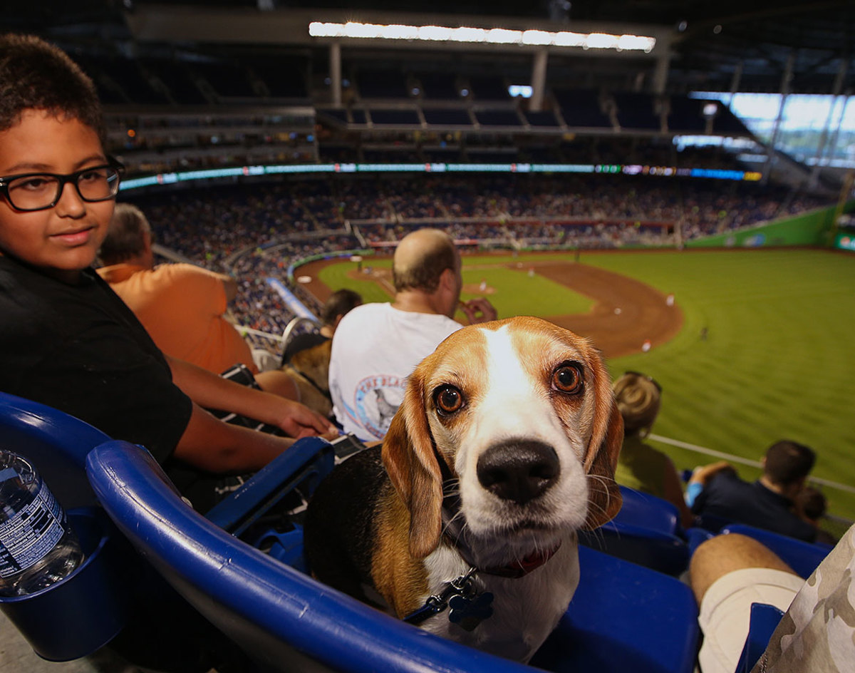 Miami-Marlins-dog-GettyImages-483728116_master.jpg