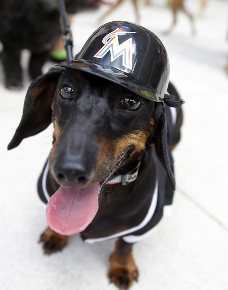 Miami-Marlins-dog-52199df0f1aa4fcd97d8d4582e172721-0.jpg