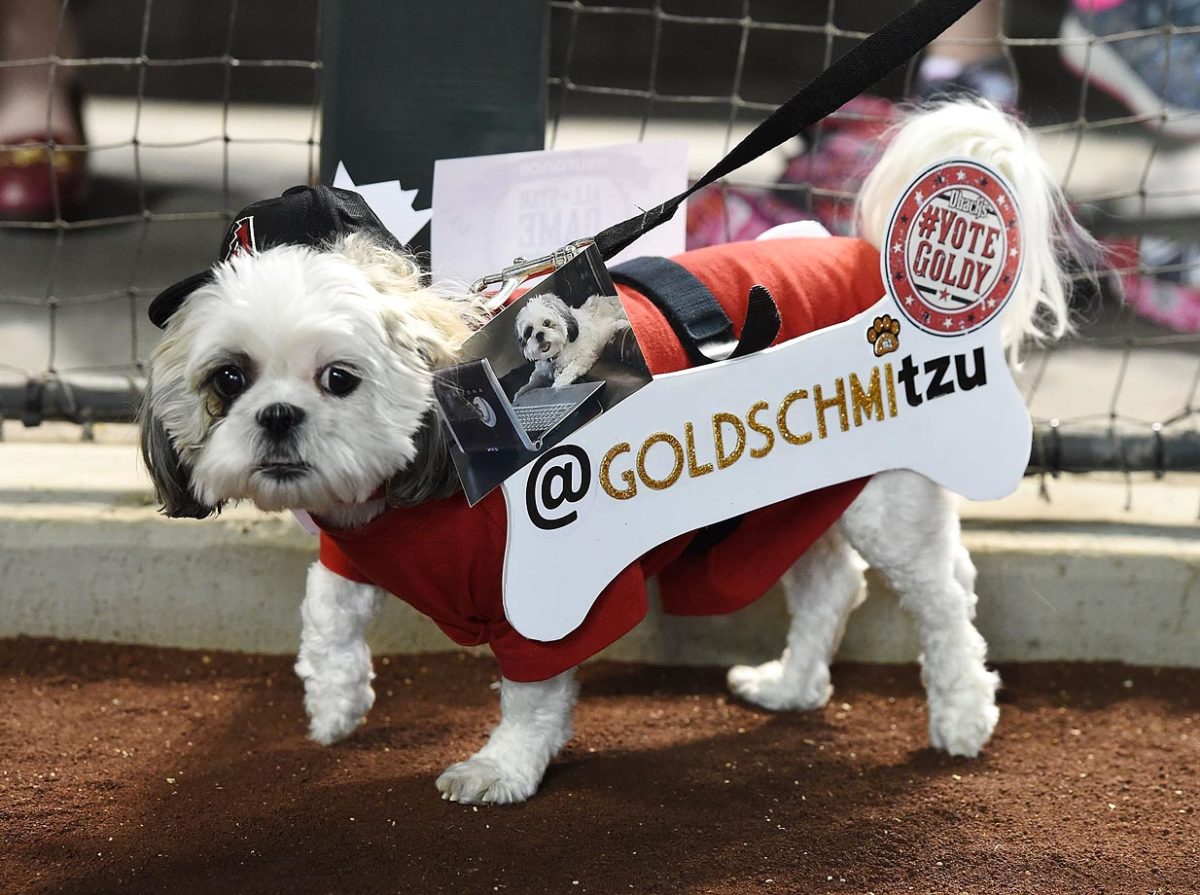 Arizona-Diamondbacks-dog-476166104.jpg