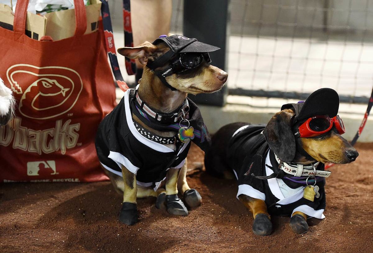 Arizona-Diamondbacks-dog-GettyImages-476321958.jpg