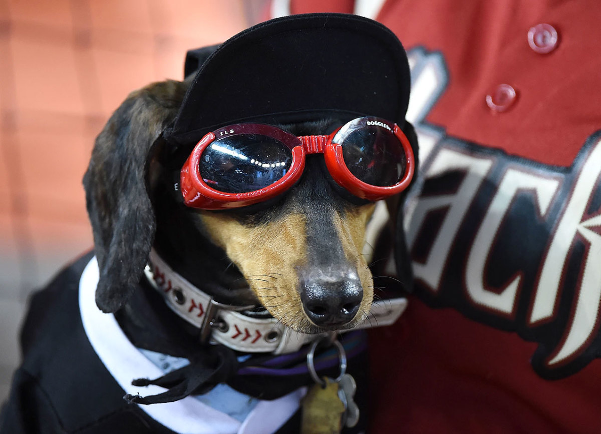 Arizona-Diamondbacks-dog-476166108.jpg