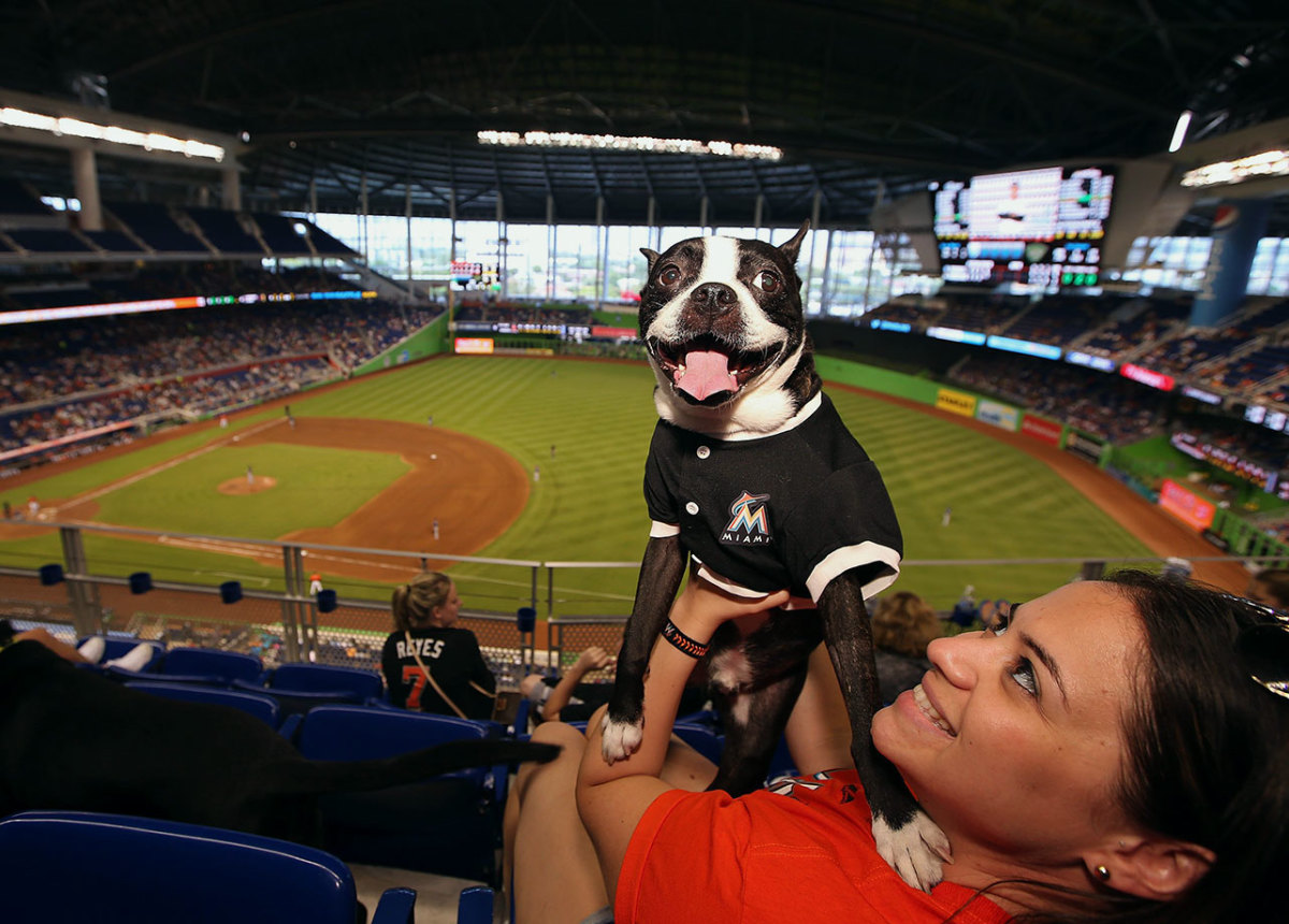 Miami-Marlins-dog-482773334.jpg