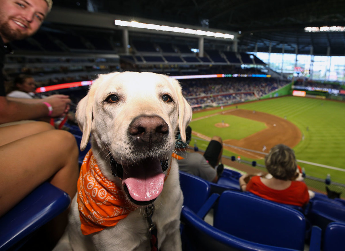 Miami-Marlins-dog-GettyImages-483728098_master.jpg