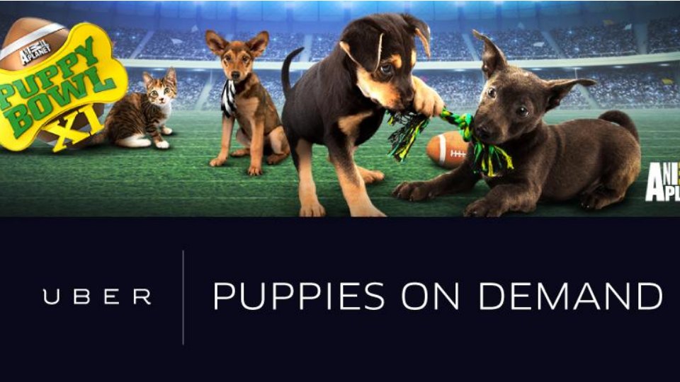Uber Puppy Bowl dog delivery to offices in 10 cities - Sports Illustrated