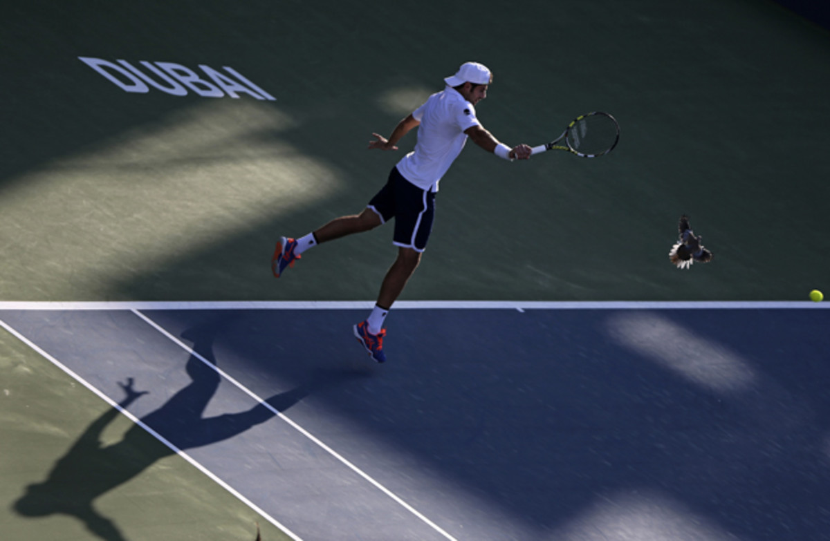 Simone Bolelli returns the ball to Tomas Berdych in Dubai as a pigeon flies over the court.