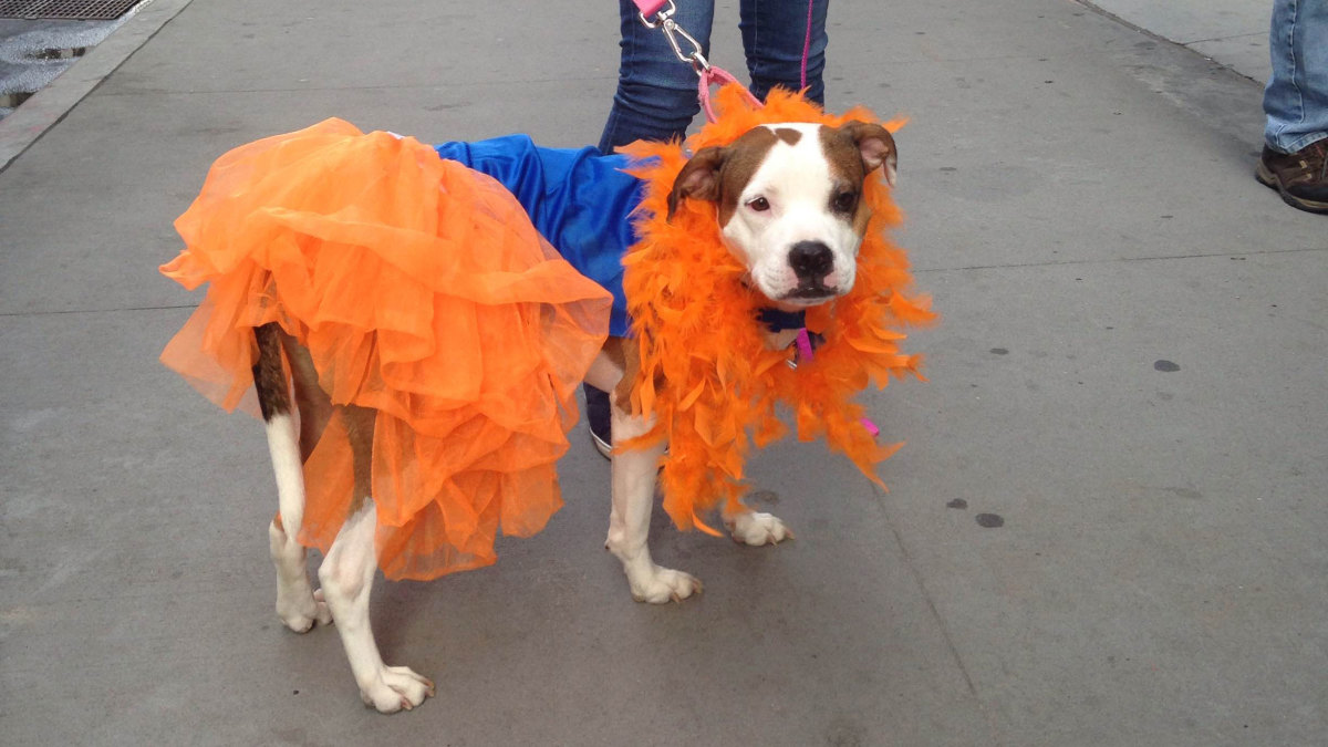 New York shelter hosts 'puppy parade' with dogs in Mets jerseys