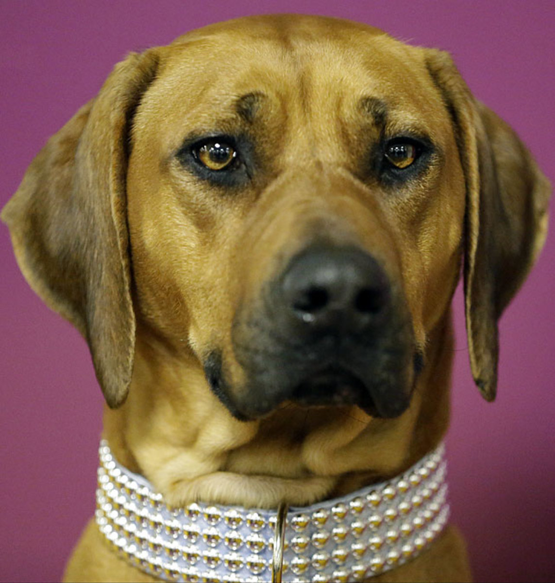 140211151508-rhodesian-ridgeback-raquel-single-image-cut.jpg