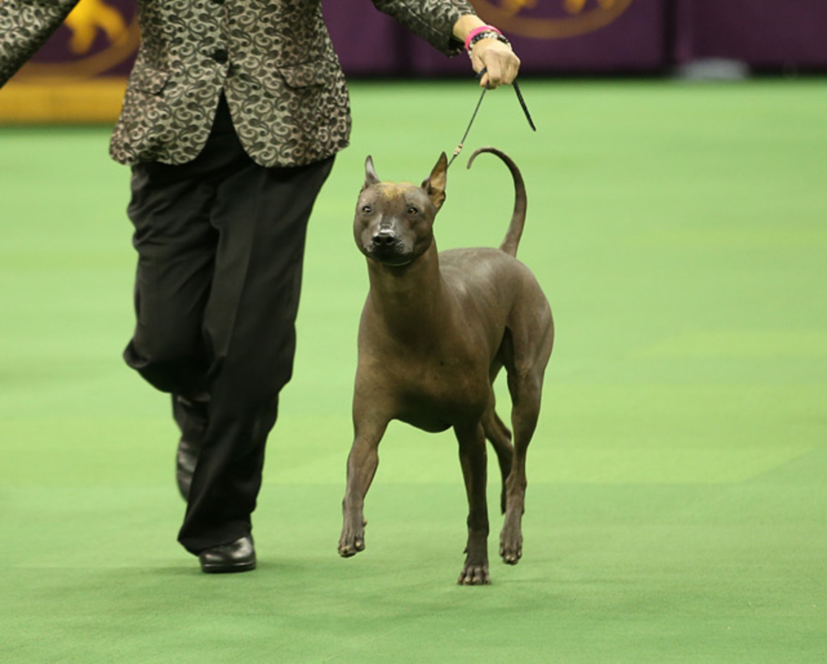 140211151533-xoloitzcuintli-single-image-cut.jpg