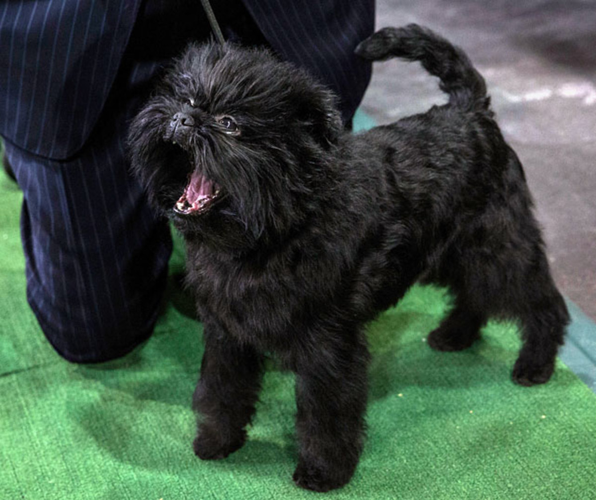 138th Westminster Dog Show Sports Illustrated
