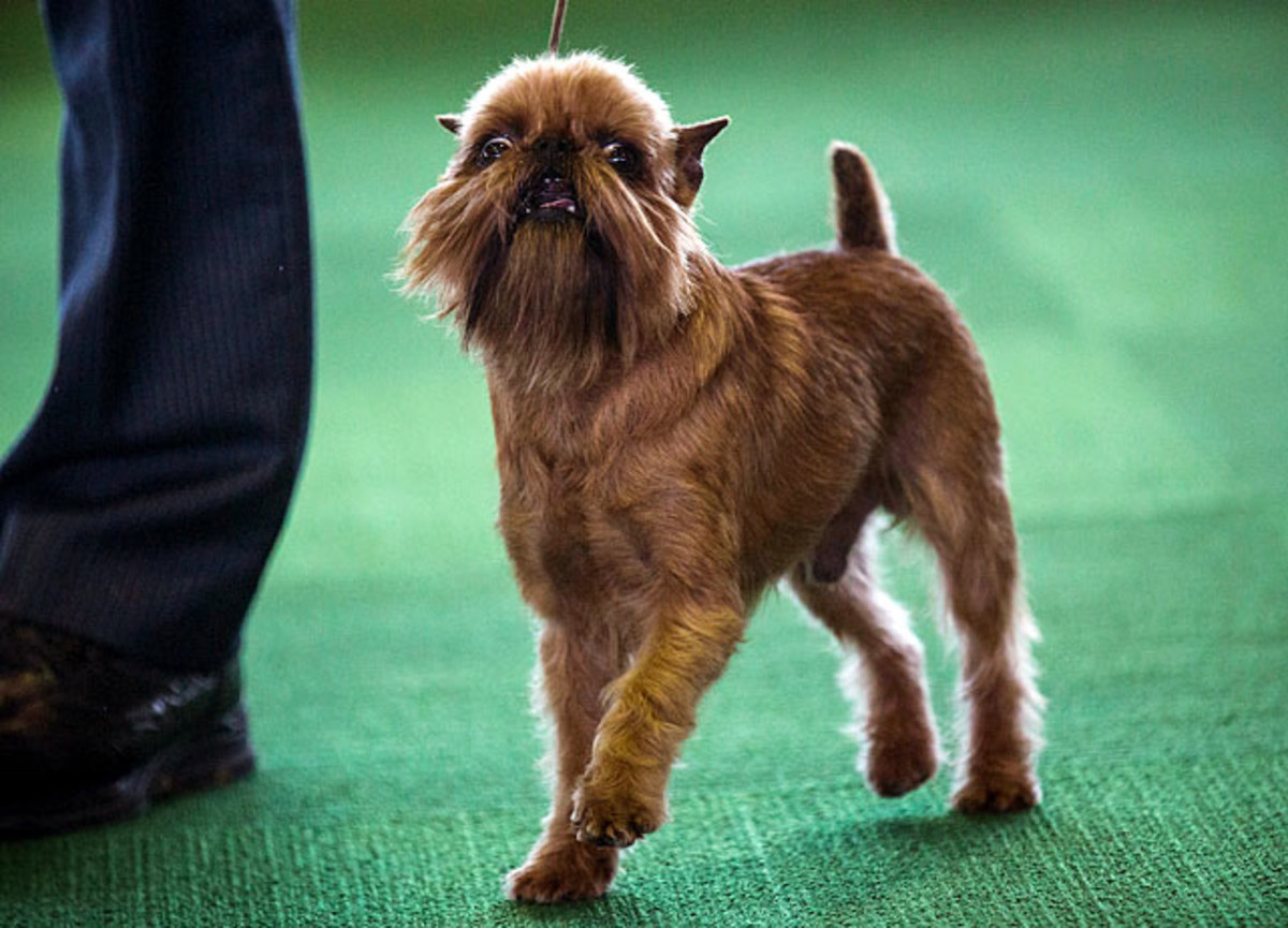 140211151401-brussels-griffon-single-image-cut.jpg