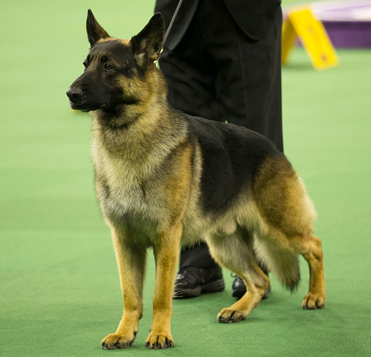 140211152914-german-shepard-single-image-cut.jpg