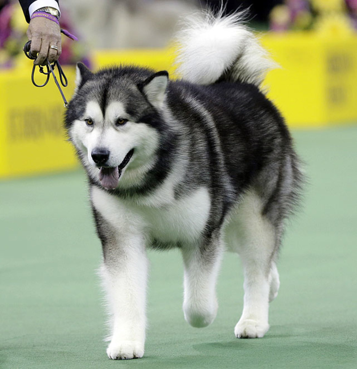 140212103029-alaskan-malamute-single-image-cut.jpg