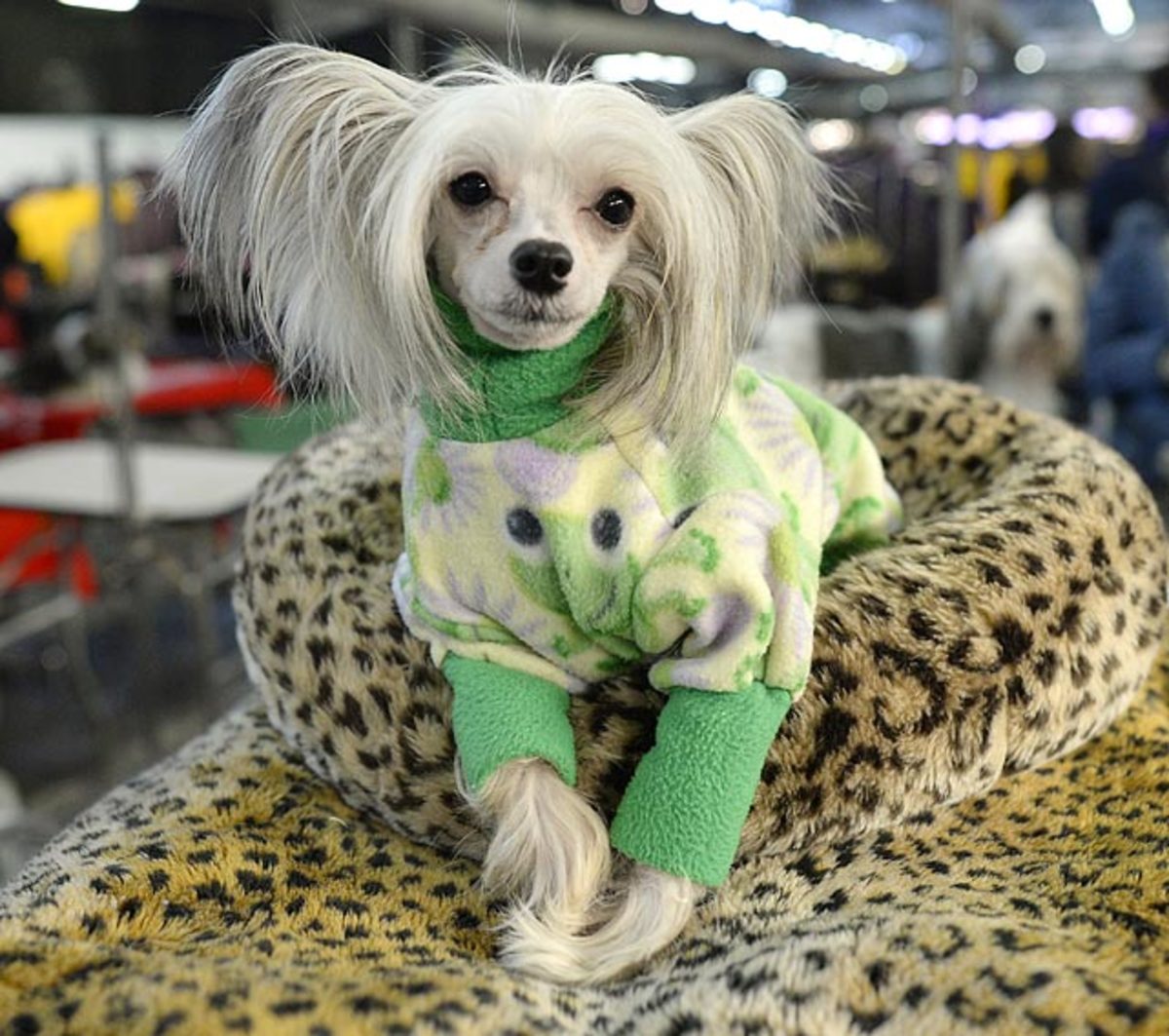 140211151418-chinese-crested-single-image-cut.jpg
