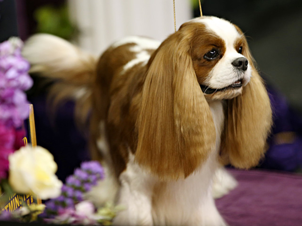 140211151412-cavalier-king-charles-spaniel-single-image-cut.jpg