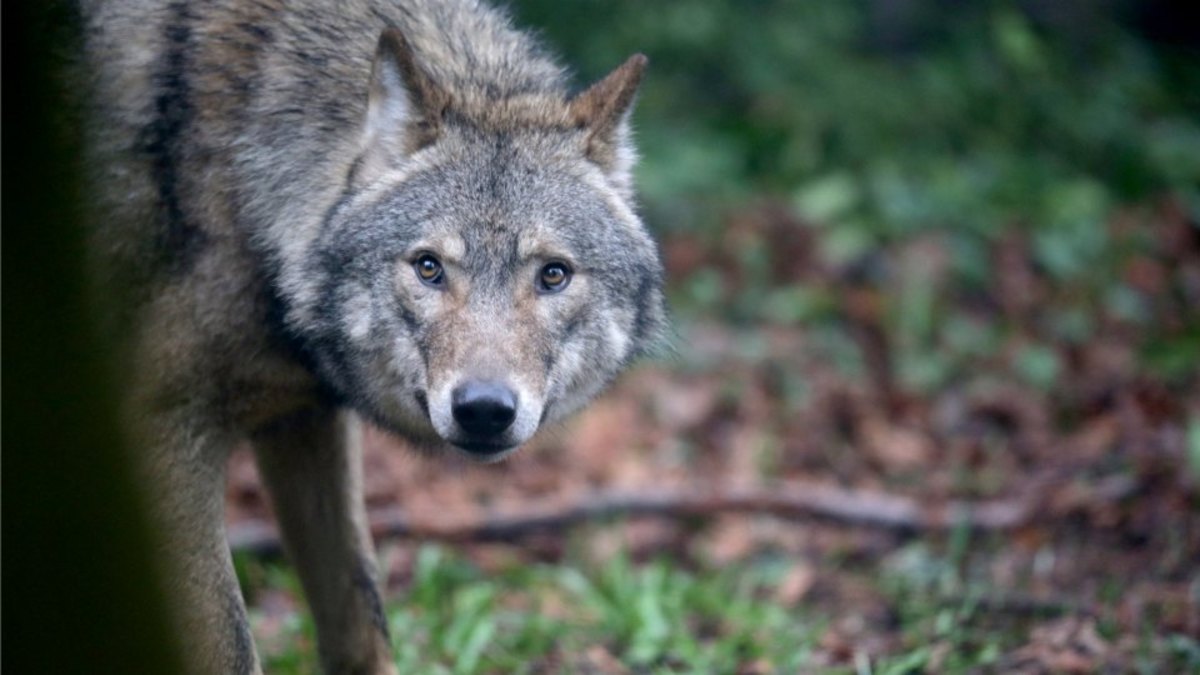 Washington State receiver has a pet wolf in his apartment - Sports