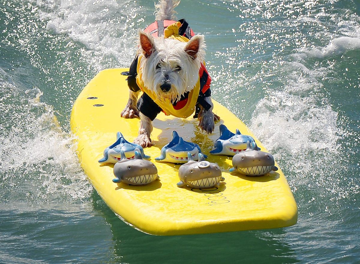 surfing-dog2.jpg