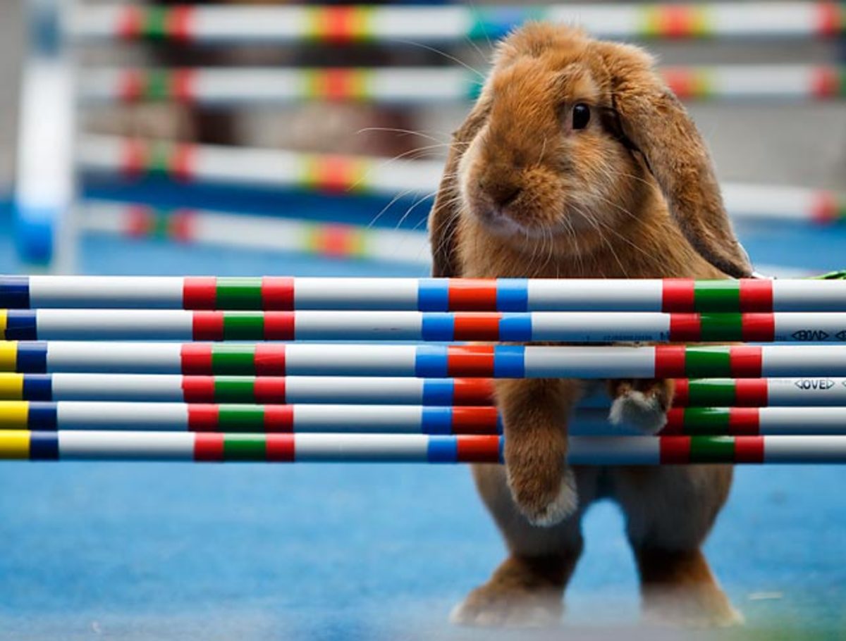 Did You See That? - Sports Illustrated