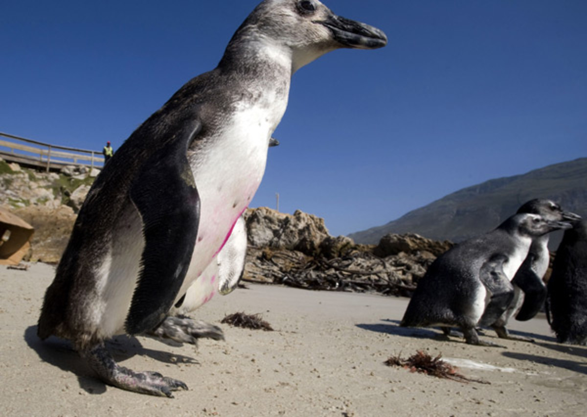 Penguins in South Africa 