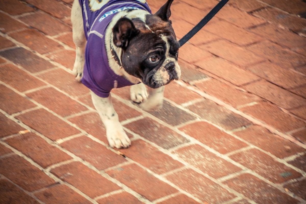 Image placeholder title