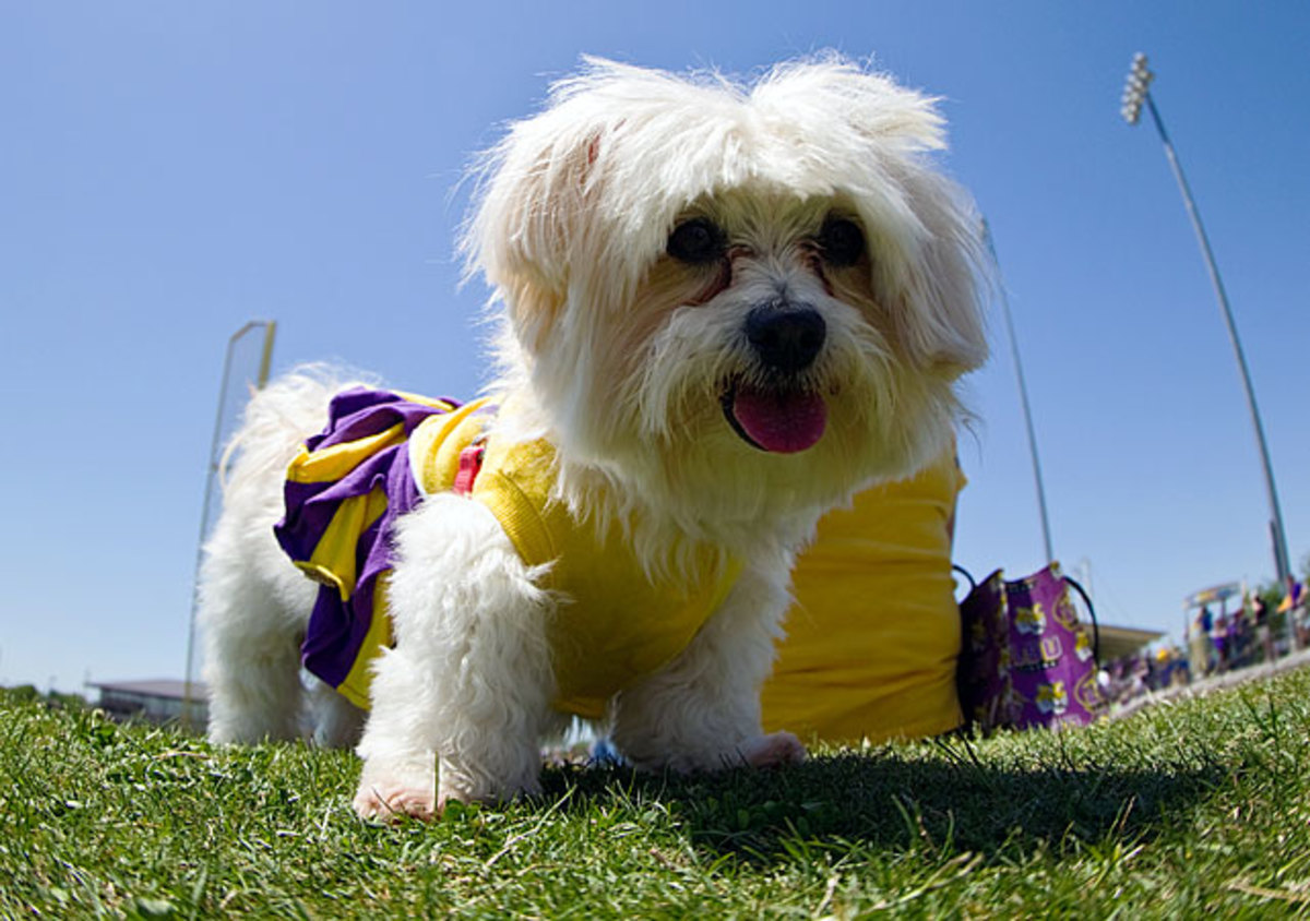 130722175050-lsu-tigers-dog-axa20130421238-missouri-at-lsu-single-image-cut.jpg