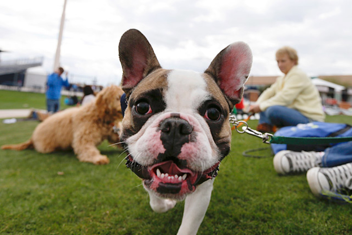 130722175133-spring-training-dog-14cc35f52b804a23ab767568d2b2684f-0-single-image-cut.jpg