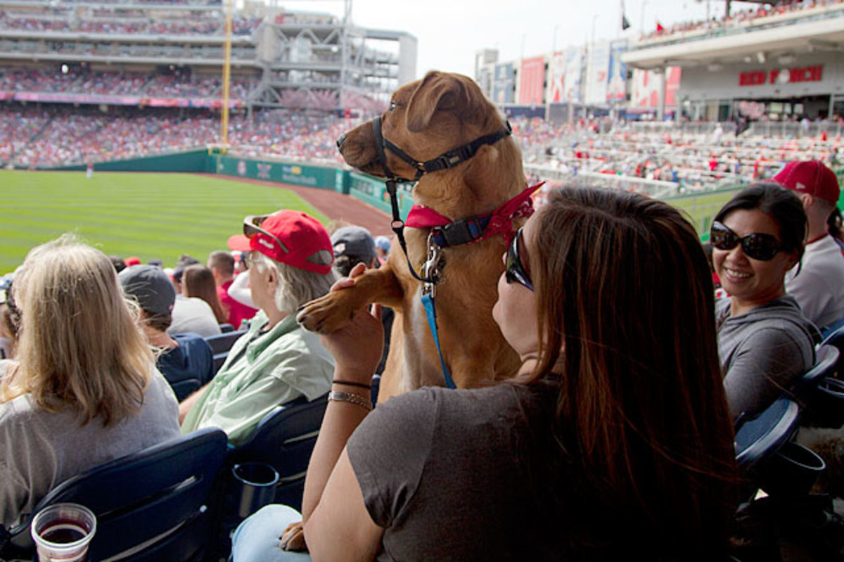 130722175148-washington-nationals-dog-43b830eef002405b86b848b8cdab8a47-0-single-image-cut.jpg