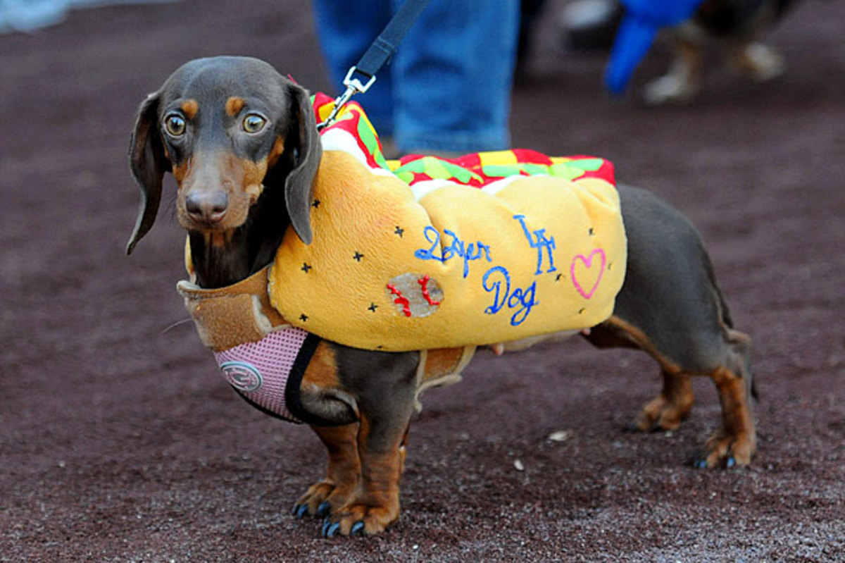 130722175009-los-angeles-dodgers-dog-0071305112364-marlins-at-dodgers-single-image-cut.jpg