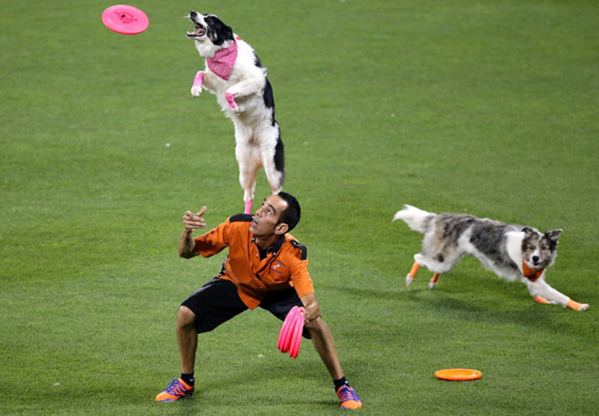 130722175117-new-york-mets-home-run-derby-dogs-single-image-cut.jpg