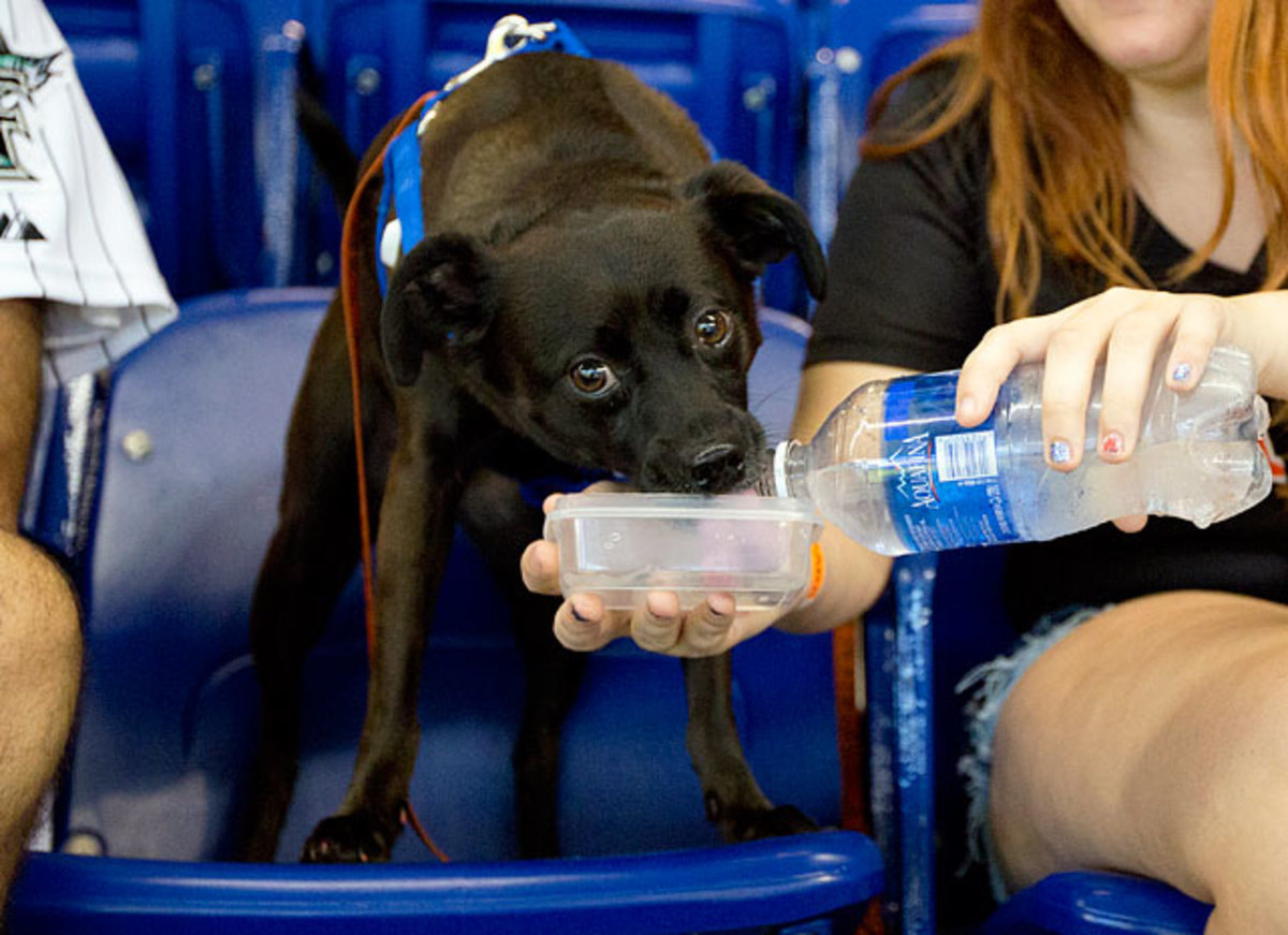 130722175107-miami-marlins-dog-f04bc9cc5a894b878af31c4a4d8c07f2-0-single-image-cut.jpg