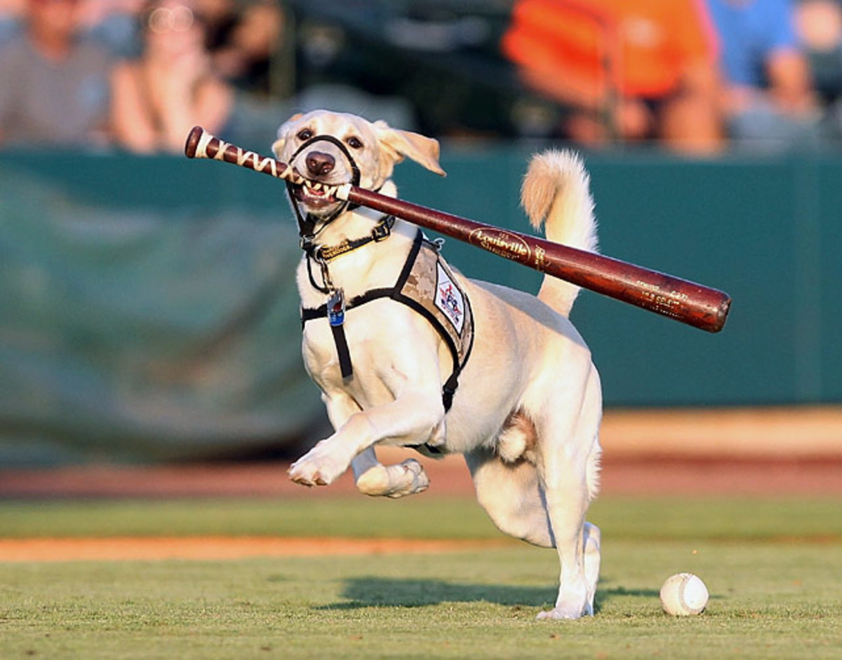 130722174944-charleston-riverdogs-dog-single-image-cut.jpg
